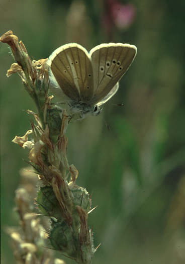 Witstreepblauwtje - Polyommatus damon 1